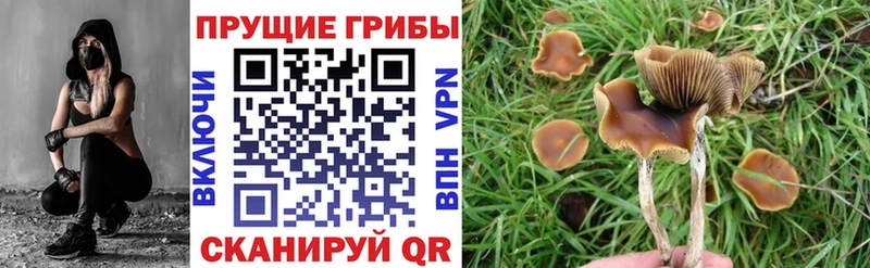 Псилоцибиновые грибы Psilocybe  МЕГА ссылки  Ревда 